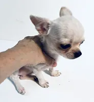 Page, a female Chihuahua and Pekingese for sale in Oklahoma City, OK – 4 of 7