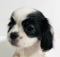 Adorn, a female Cavalier King Charles Spaniel and Japanese Chin for sale in Oklahoma City, OK – 7 of 10