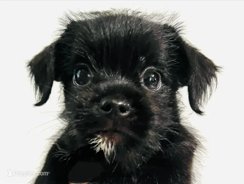 Equinox – Miniature Schnauzer, Japanese Chin puppy for sale in Oklahoma City, OK