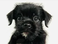 Equinox, a male Miniature Schnauzer and Japanese Chin for sale in Oklahoma City, OK – 1 of 10
