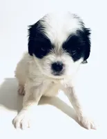 Adorn, a female Cavalier King Charles Spaniel and Japanese Chin for sale in Oklahoma City, OK – 5 of 7