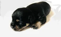Solstice, a male Miniature Schnauzer and Japanese Chin for sale in Oklahoma City, OK – 1 of 6