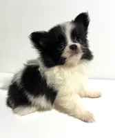 Genre, a male Japanese Chin and Pomeranian for sale in Oklahoma City, OK – 5 of 7
