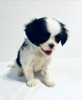 Dangle, a male Cavalier King Charles Spaniel and Japanese Chin for sale in Oklahoma City, OK – 5 of 9