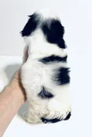 Jewel, a female Cavalier King Charles Spaniel and Japanese Chin for sale in Oklahoma City, OK – 4 of 9