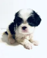 Stud, a male Cavalier King Charles Spaniel and Japanese Chin for sale in Oklahoma City, OK – 4 of 7