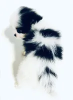 Melody, a female Japanese Chin and Pomeranian for sale in Oklahoma City, OK – 4 of 10