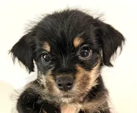 Solstice, a male Miniature Schnauzer and Japanese Chin for sale in Oklahoma City, OK – 2 of 10