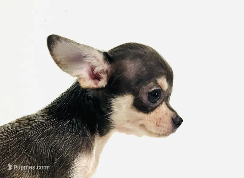 Epson – Chihuahua, Pekingese puppy for sale in Oklahoma City, OK
