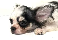 Inkblot, a male Chihuahua and Pekingese for sale in Oklahoma City, OK – 3 of 10