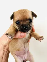 One, a female Cavalier King Charles Spaniel and Japanese Chin for sale in Oklahoma City, OK – 4 of 10