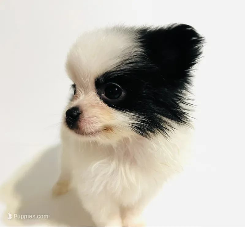 Chorus  **Sale** – Japanese Chin, Pomeranian puppy for sale in Oklahoma City, OK