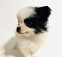 Chorus, a female Japanese Chin and Pomeranian for sale in Oklahoma City, OK – 2 of 8