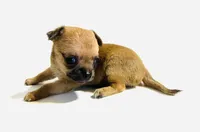 Five, a female Chihuahua for sale in Oklahoma City, OK – 6 of 8
