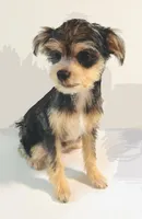 Durango, a male Miniature Schnauzer and Chihuahua for sale in Oklahoma City, OK – 4 of 8