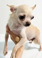 Twinkie, a female Chihuahua for sale in Oklahoma City, OK – 6 of 6