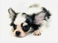 Inkblot, a male Chihuahua and Pekingese for sale in Oklahoma City, OK – 5 of 10