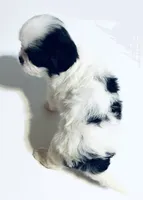 Jewel, a female Cavalier King Charles Spaniel and Japanese Chin for sale in Oklahoma City, OK – 2 of 3