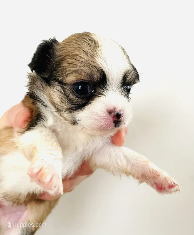 Three – Cavalier King Charles Spaniel, Japanese Chin puppy for sale in Oklahoma City, OK