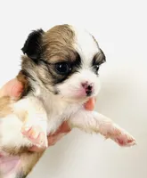 Three, a male Cavalier King Charles Spaniel and Japanese Chin for sale in Oklahoma City, OK – 1 of 3