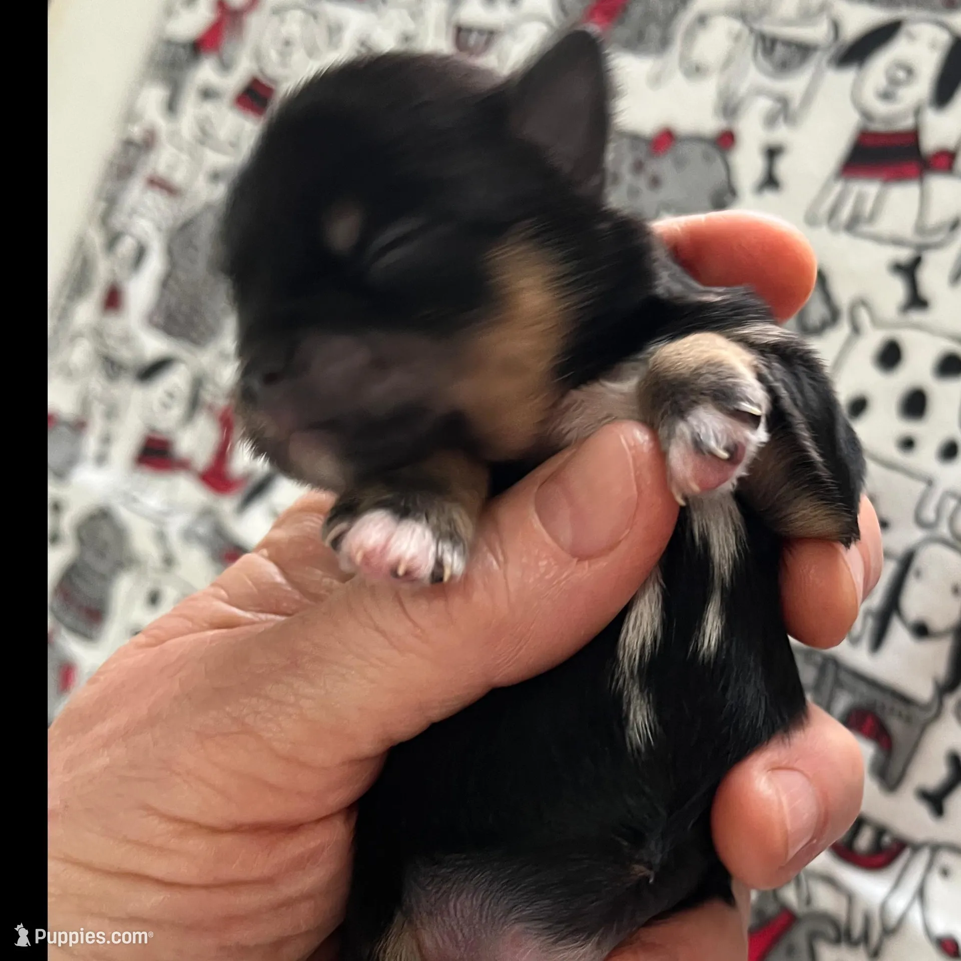 Zemora, a female Miniature Schnauzer for sale in Oklahoma City, OK – Photo 4 of 5
