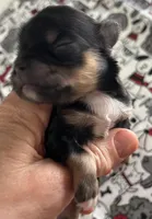 Zemora, a female Miniature Schnauzer for sale in Oklahoma City, OK – Photo 2 of 5