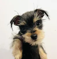 Zemora, a female Miniature Schnauzer for sale in Oklahoma City, OK – Photo 5 of 5