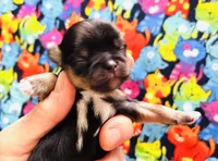 Zemora, a female Miniature Schnauzer for sale in Oklahoma City, OK – Photo 1 of 5