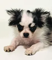 Inkblot, a male Chihuahua and Pekingese for sale in Oklahoma City, OK – 7 of 10