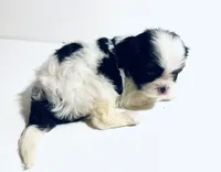 Stud, a male Cavalier King Charles Spaniel and Japanese Chin for sale in Oklahoma City, OK – 5 of 7