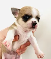 Two, a female Cavalier King Charles Spaniel and Japanese Chin for sale in Oklahoma City, OK – 4 of 4