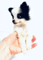 Melody, a female Japanese Chin and Pomeranian for sale in Oklahoma City, OK – 6 of 8