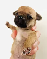 One, a female Cavalier King Charles Spaniel and Japanese Chin for sale in Oklahoma City, OK – 9 of 10