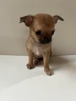 Five, a female Chihuahua for sale in Oklahoma City, OK – 7 of 7