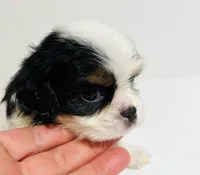 Dangle, a female Cavalier King Charles Spaniel and Japanese Chin for sale in Oklahoma City, OK – 2 of 7