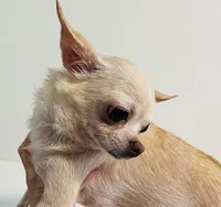 Twinkie, a female Chihuahua for sale in Oklahoma City, OK – 2 of 6