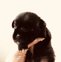 Equinox, a male Miniature Schnauzer and Japanese Chin for sale in Oklahoma City, OK – 2 of 5