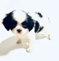 Dangle, a male Cavalier King Charles Spaniel and Japanese Chin for sale in Oklahoma City, OK – 1 of 9