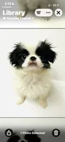 Genre, a male Japanese Chin and Pomeranian for sale in Oklahoma City, OK – 7 of 7