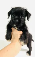 Equinox, a male Miniature Schnauzer and Japanese Chin for sale in Oklahoma City, OK – 4 of 10