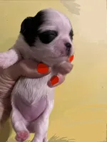 Cha Cha, a female Chihuahua and Japanese Chin for sale in Oklahoma City, OK – 4 of 5