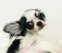 Inkblot, a male Chihuahua and Pekingese for sale in Oklahoma City, OK – 4 of 10
