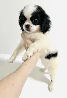 Adorn, a female Cavalier King Charles Spaniel and Japanese Chin for sale in Oklahoma City, OK – 8 of 10