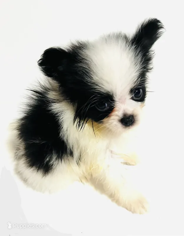 Cadence – Japanese Chin, Pomeranian puppy for sale in Oklahoma City, OK