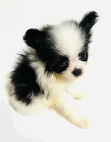 Cadence, a female Japanese Chin and Pomeranian for sale in Oklahoma City, OK – 1 of 10