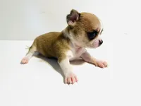 Two, a female Chihuahua for sale in Oklahoma City, OK – 6 of 10