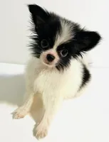 Genre XS T Cup, a male Japanese Chin and Pomeranian for sale in Oklahoma City, OK – 6 of 8