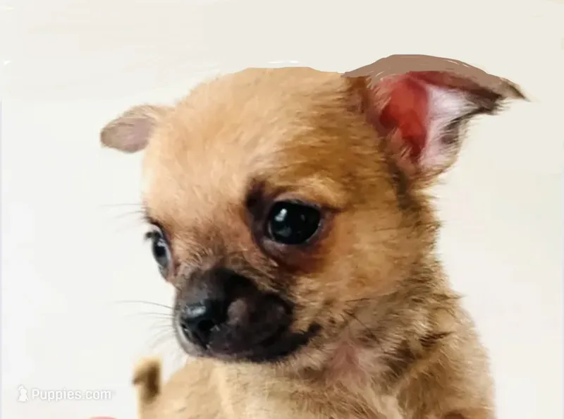 One T Cup – Chihuahua puppy for sale in Oklahoma City, OK