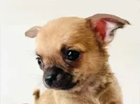 Royce - Champion bloodlines, a male Chihuahua for sale in Oklahoma City, OK – 1 of 7