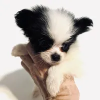Cadence, a female Japanese Chin and Pomeranian for sale in Oklahoma City, OK – 4 of 10